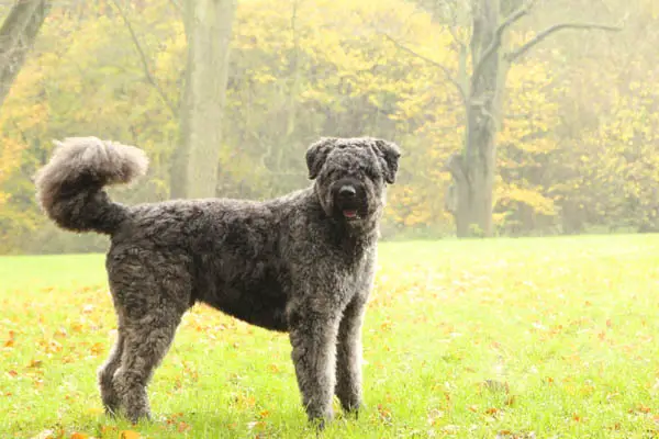 Bouvier des Flandres Facts