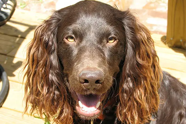 Boykin Spaniel