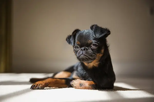 Brussels Griffon Dog