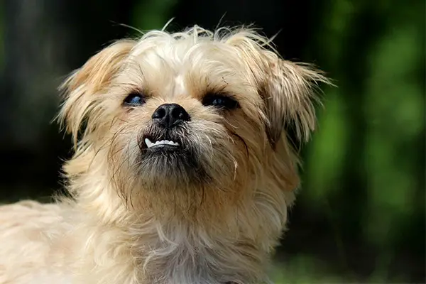 Brussels Griffon