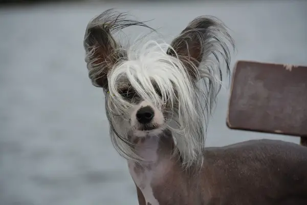 Chinese Crested Dog Breed