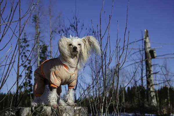 Chinese Crested Dog Facts