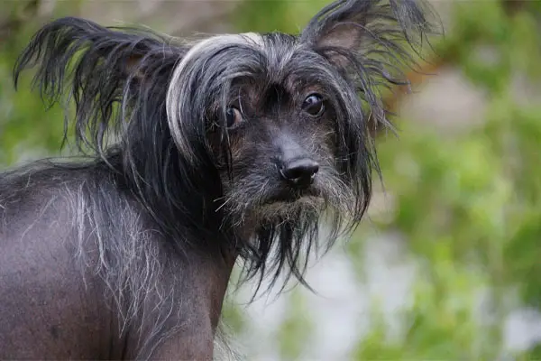 Chinese Crested Dog