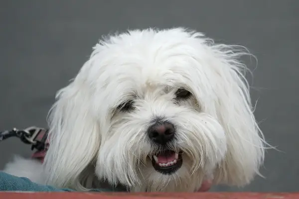 Coton de Tulear Care Requirements