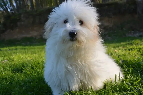 Coton de Tulear Facts