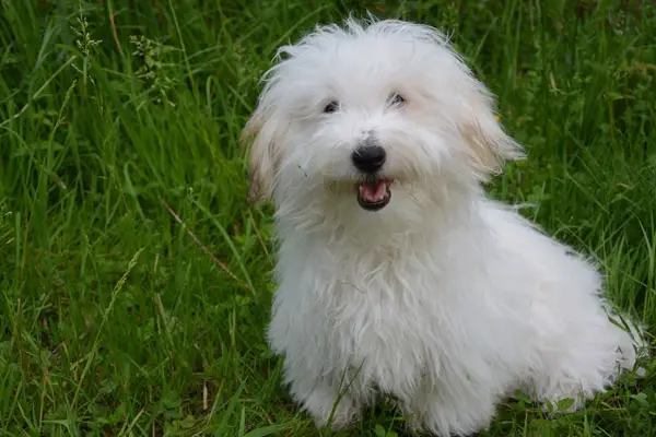 Coton de Tulear