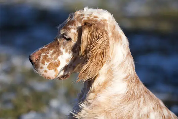 English Setter Breed