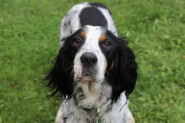 English Setter