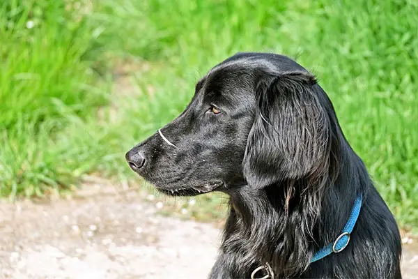 Flat-Coated Retriever Breed