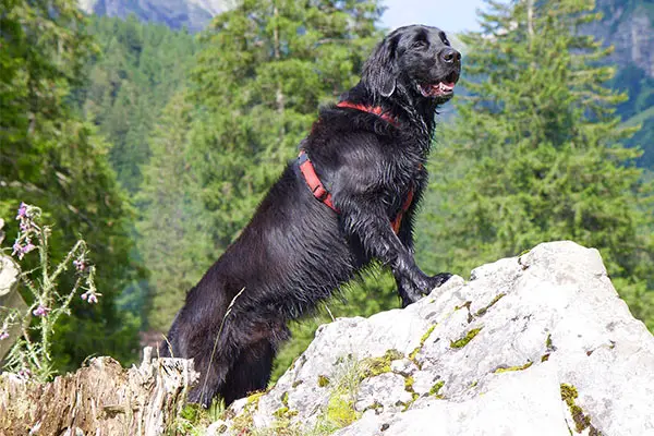 Flat-Coated Retriever Dog