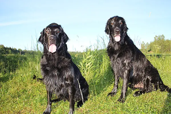 Flat-Coated Retriever