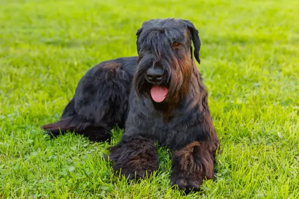 Giant Schnauzer Care Requirements