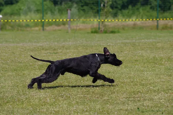 Giant Schnauzer Facts