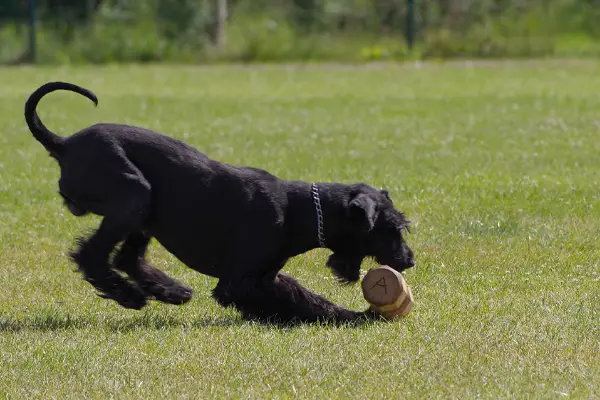 Giant Schnauzer