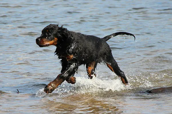 Gordon Setter Breed