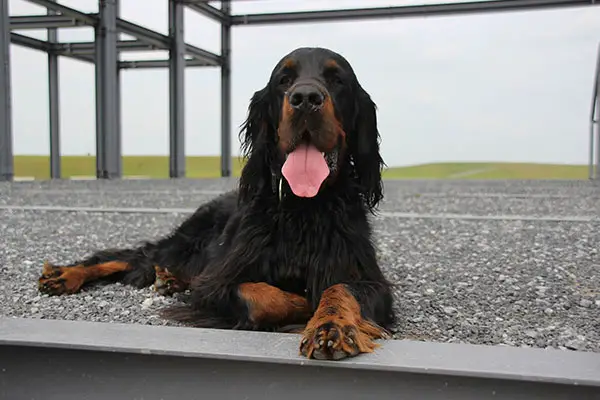 Gordon Setter Dog