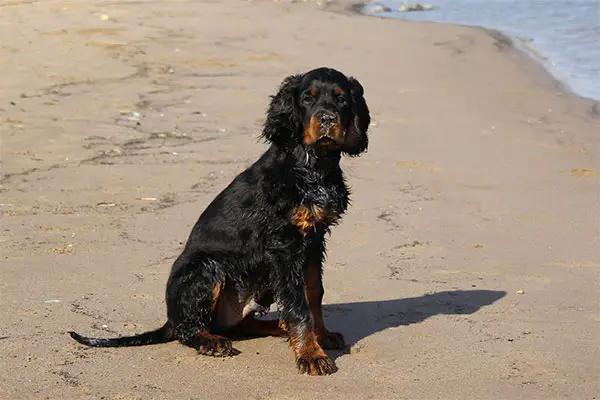 Gordon Setter