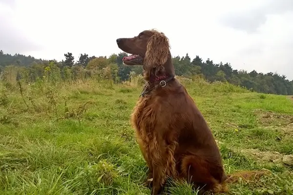 Irish Setter Care Requirements