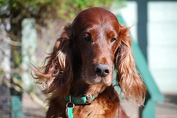 Irish Setter Facts