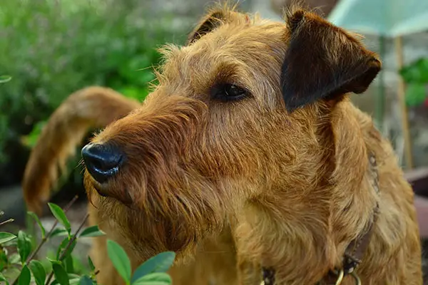 Irish Terrier Breed