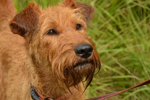 Irish Terrier Dog