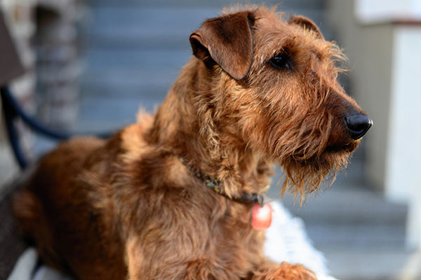 Irish Terrier