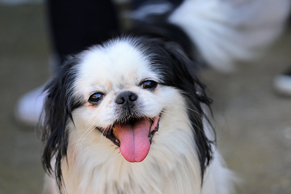 can a japanese chin and a pekingese be friends