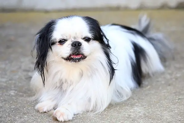 Japanese Chin Dog