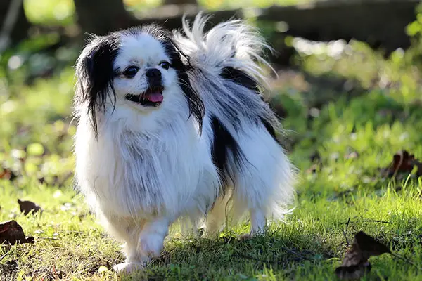 Japanese Chin