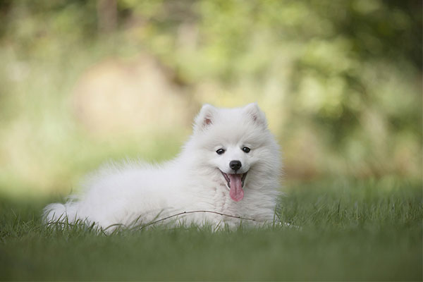 Keeshond Breed