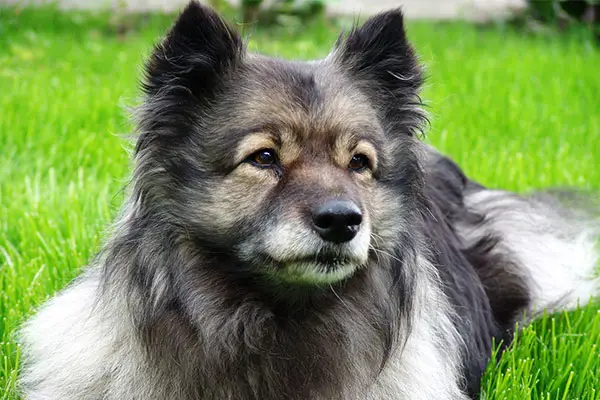 Keeshond Dog