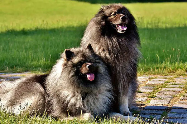 Keeshond