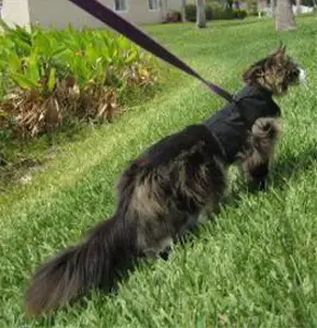 Kitty Holster Pet Harness