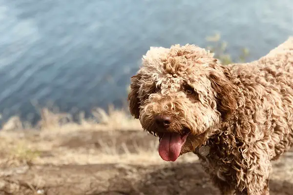 Lagotto Romagnolo