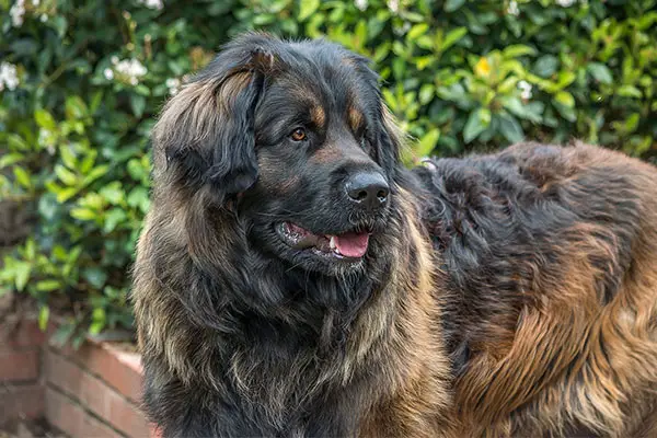 Leonberger Breed