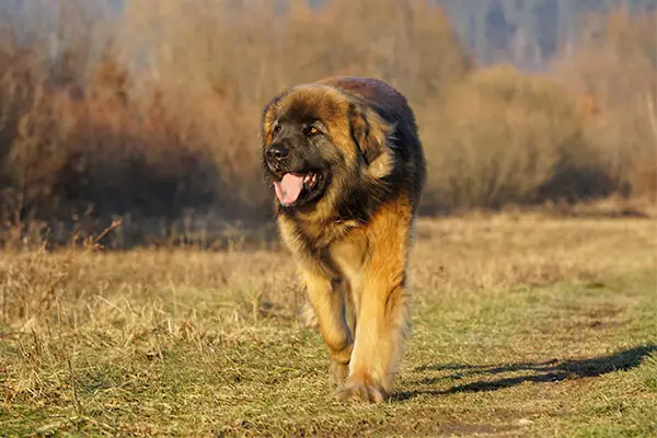 Leonberger Dog