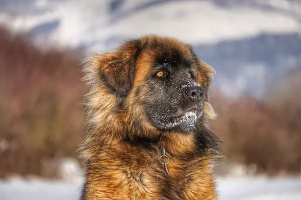 Leonberger