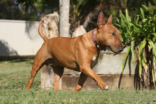 Miniature Bull Terrier Breed