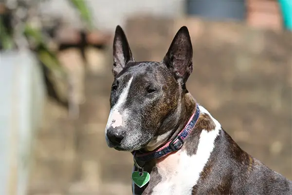 Miniature Bull Terrier Dog