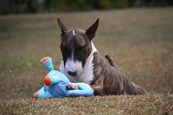 Miniature Bull Terrier