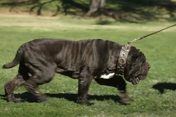 Neapolitan Mastiff Facts