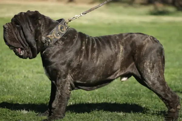 Neapolitan Mastiff