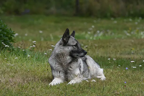 Norwegian Elkhound