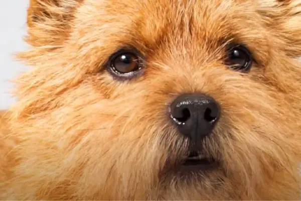 Norwich Terrier Facts