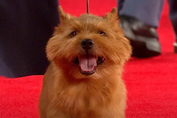 Norwich Terrier