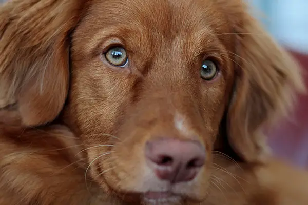 Nova Scotia Duck Tolling Retriever Breed