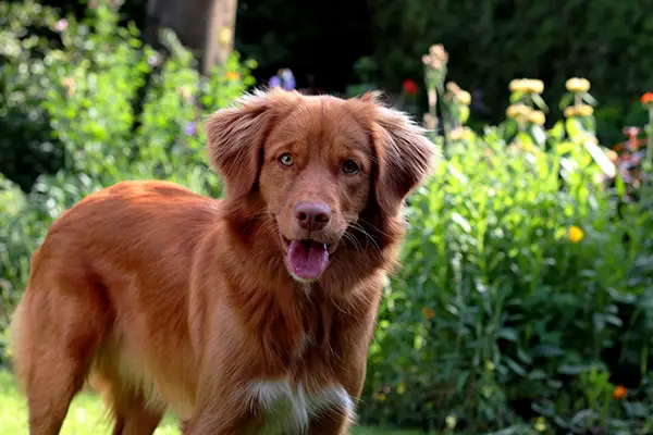 Nova Scotia Duck Tolling Retriever Dog