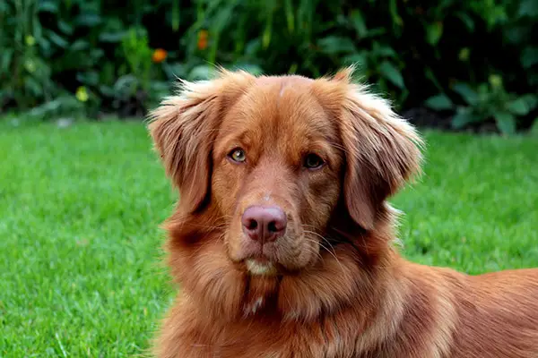 Nova Scotia Duck Tolling Retriever