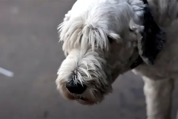 Old English Sheepdog Facts