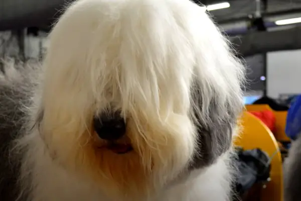 Old English Sheepdog